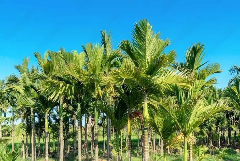 Areca palm trees