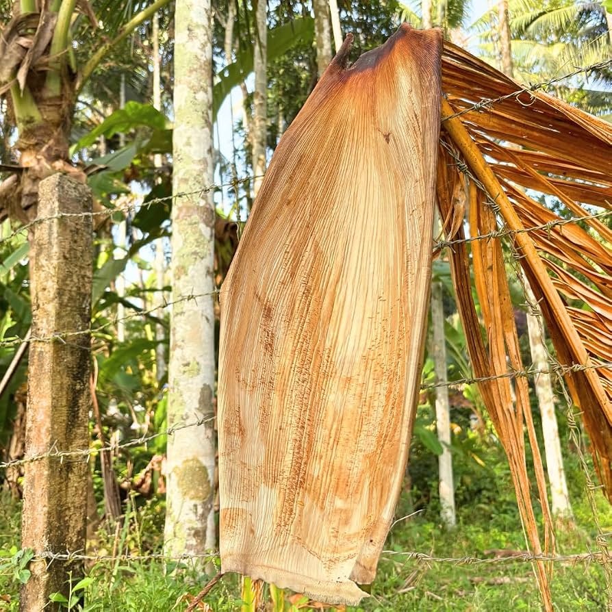 Fallen areca leaf sheaths