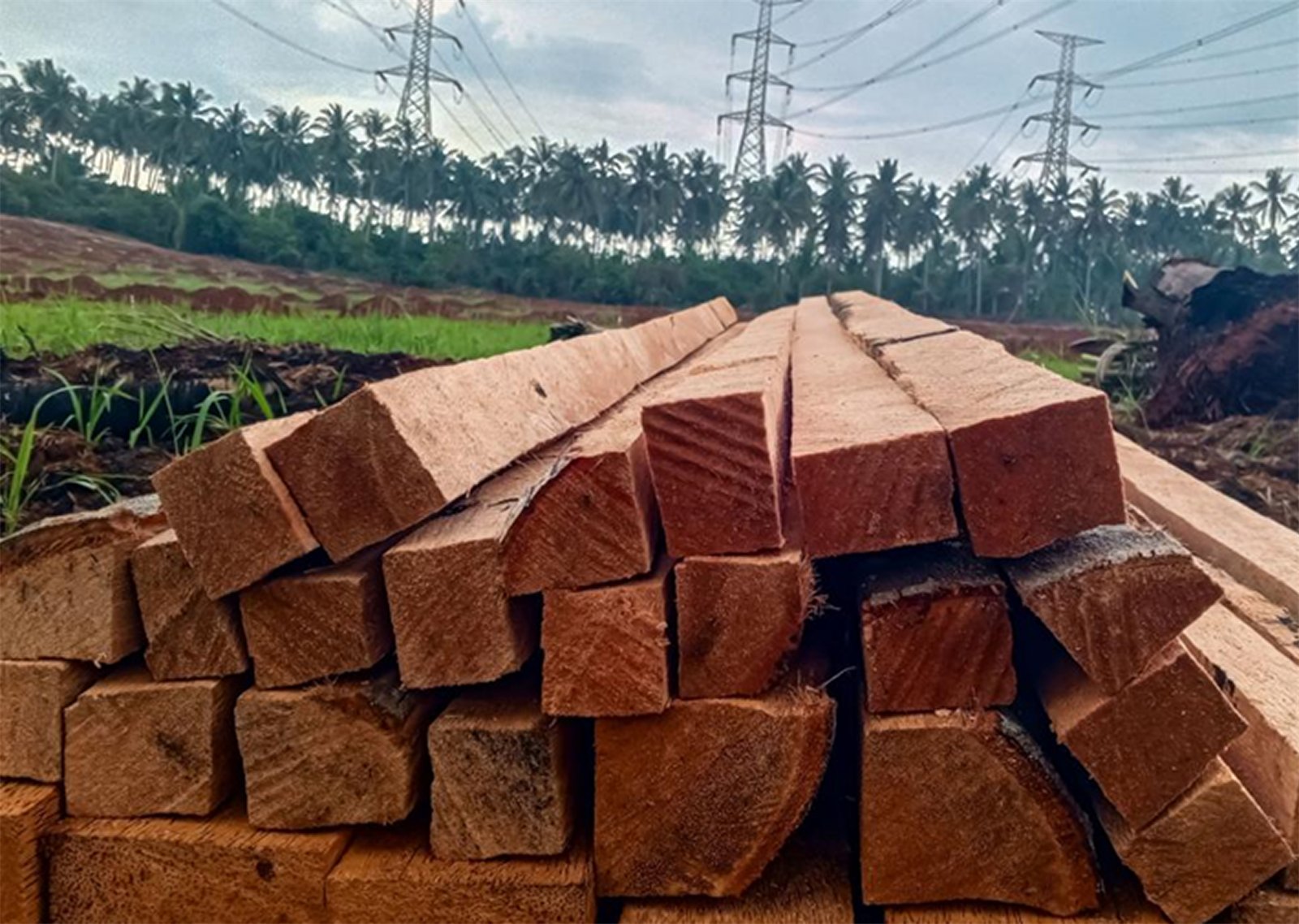 Stacked, finished palm timber