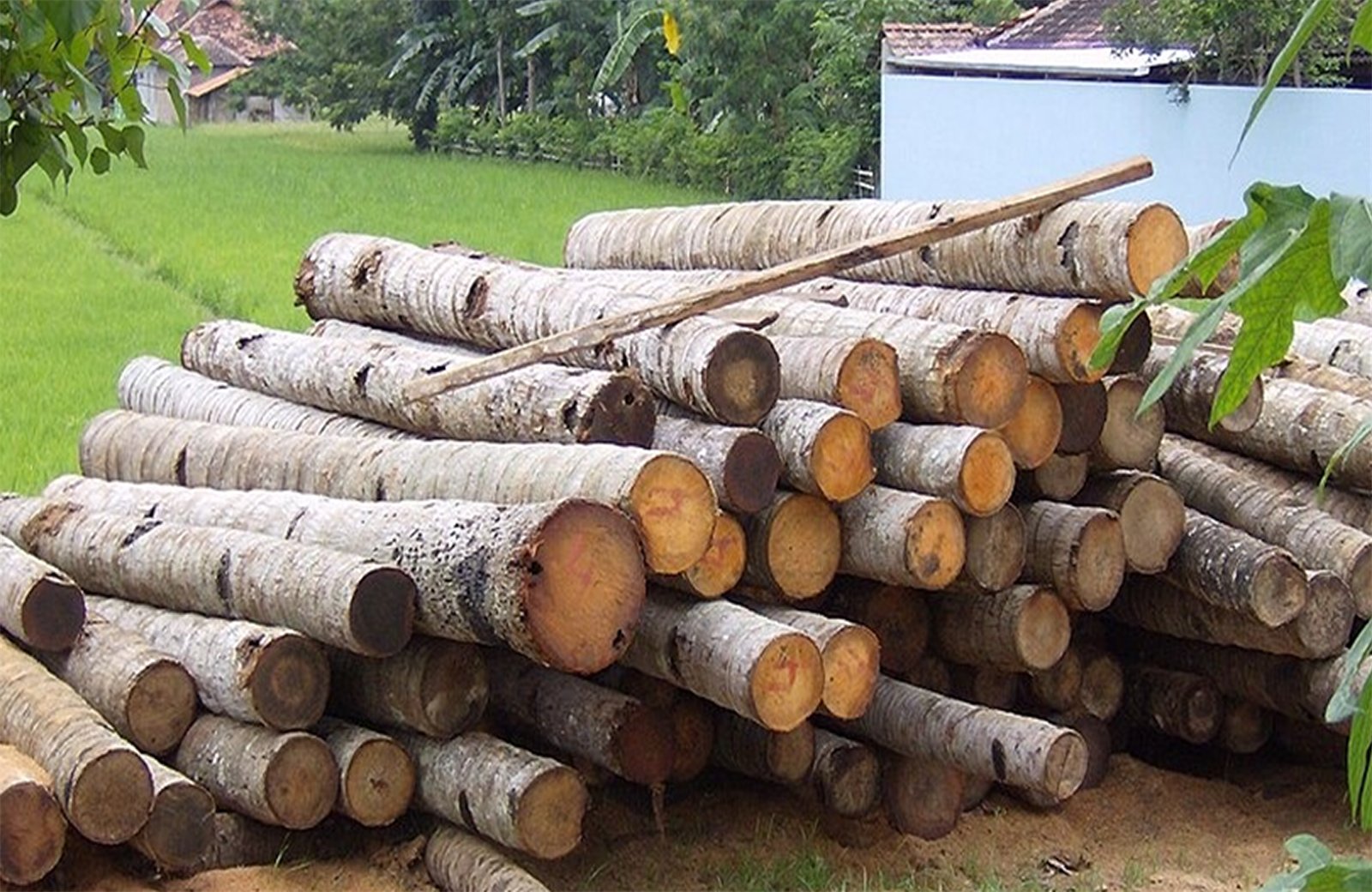 Stacked coconut palm trunks awaiting disposal